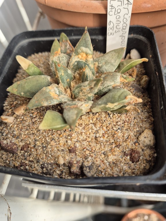 Ariocarpus Trigonus lau 683