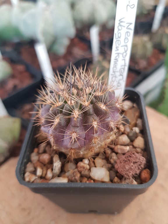Neoporteria Wagenknechtii