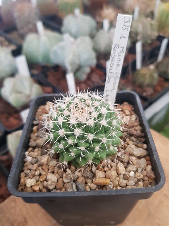 réf:313  Mammillaria Roseoalba - L 1170