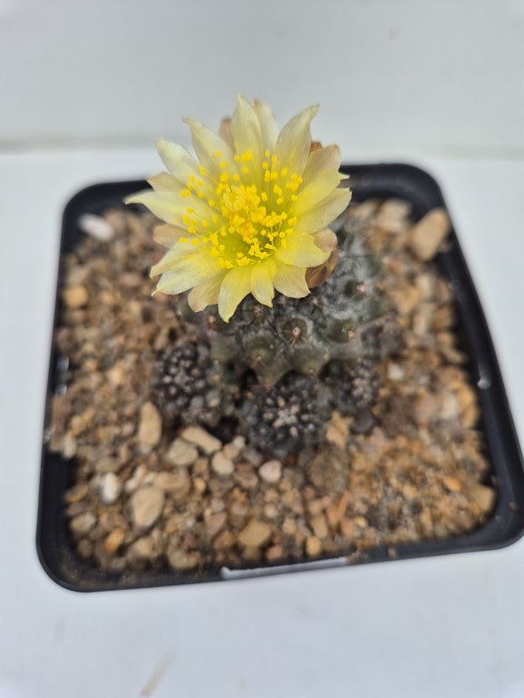 Copiapoa coquimbana X humilis 