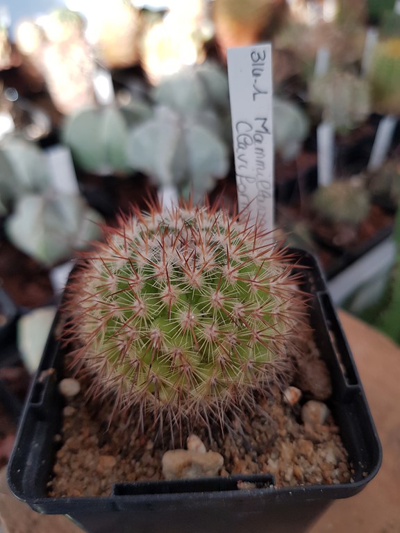 réf:314 Mammillaria Claviformis 