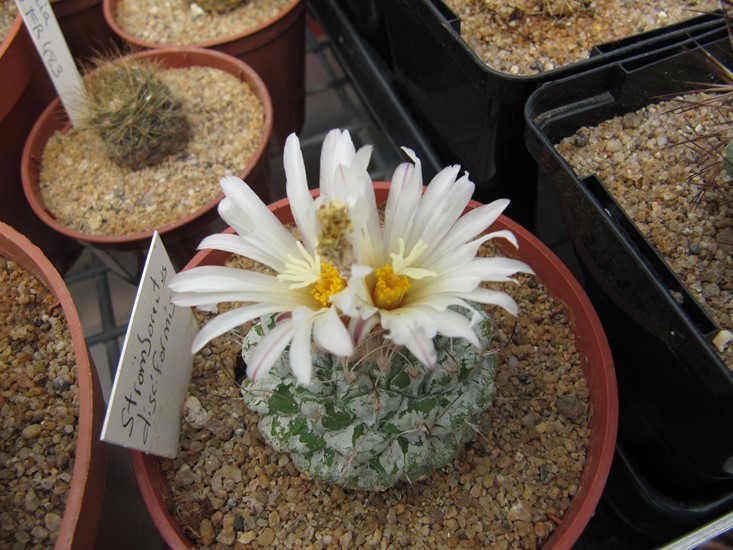 Strombocactus disciformis