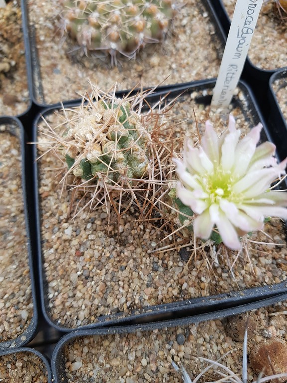Gymnocalycium Ritterianum
