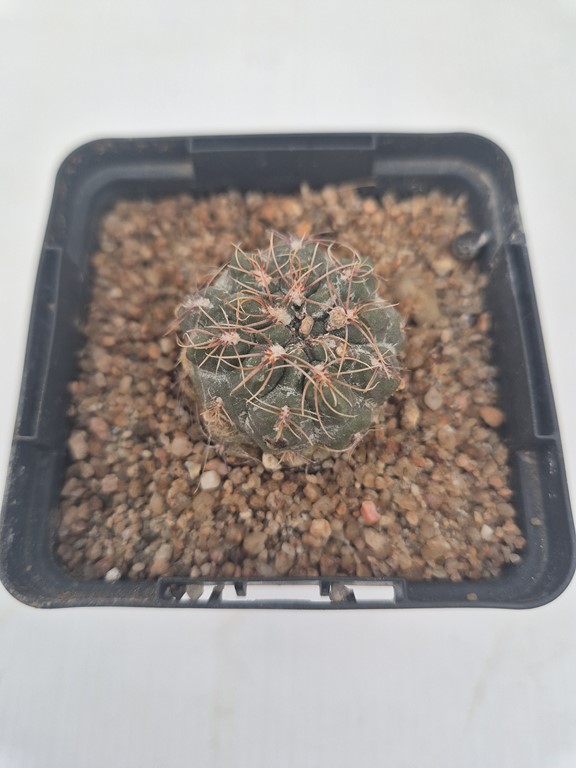 Gymnocalycium Morroense - LB 326 