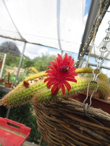 Borzicactus Samaipatanus