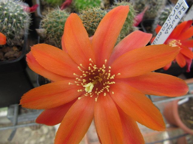 Rebutia  Tarvitaensis FR773