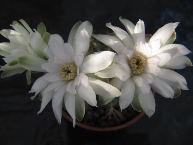  Gymnocalycium Friedrichii