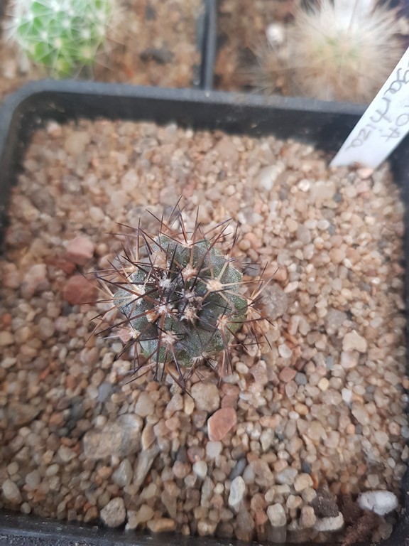 réf:110  Copiapoa Megarhiza