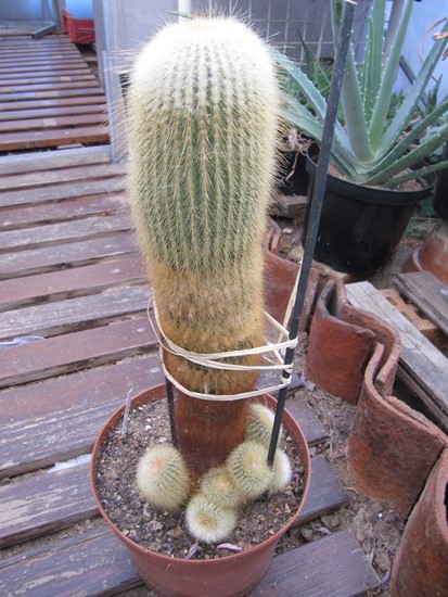 Parodia leninghausii 