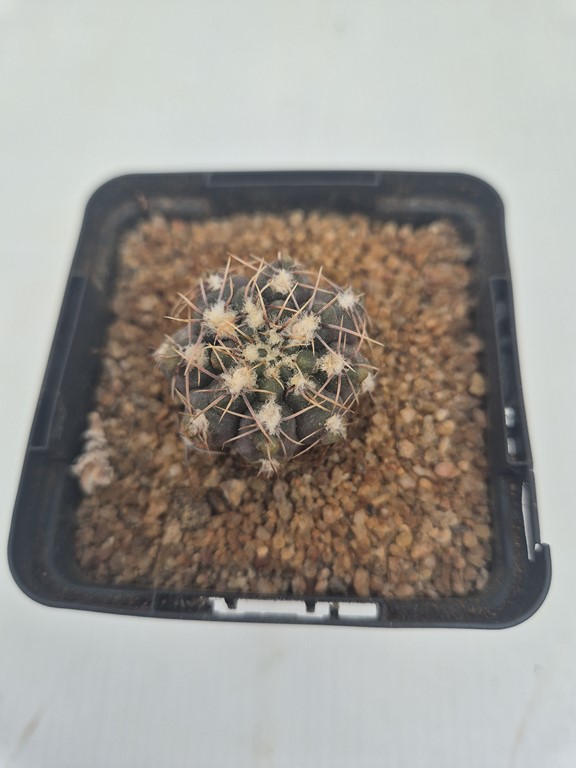 Gymnocalycium kieslingii - P 383 
