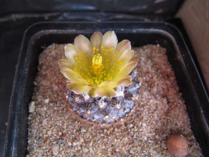 réf:109 Copiapoa Tenuissima 
