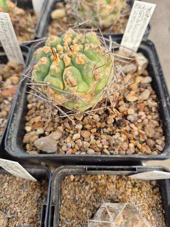 Gymnocalycium Gibbosum v. ferox cf. AF