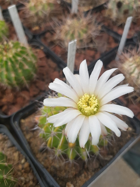 Acanthocalycium peitscherianum P_208 
