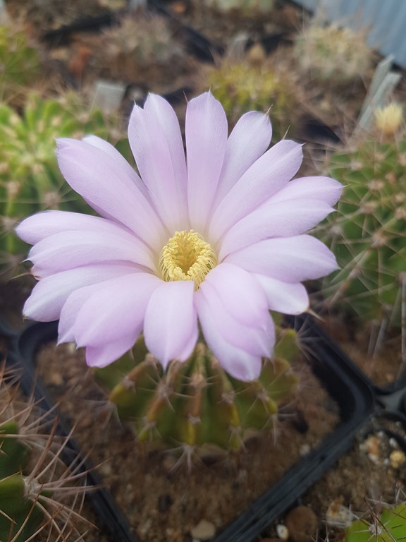 Acanthocalycium Spiniflorum B15 