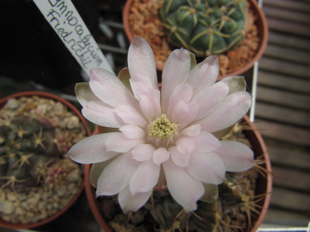 Gymnocalycium Friedrichii 