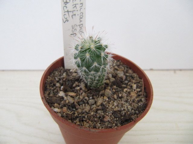 réf:594 Turbinicarpus Viereckii ssp, neglectus