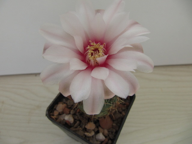 Gymnocalycium Erinaceum 