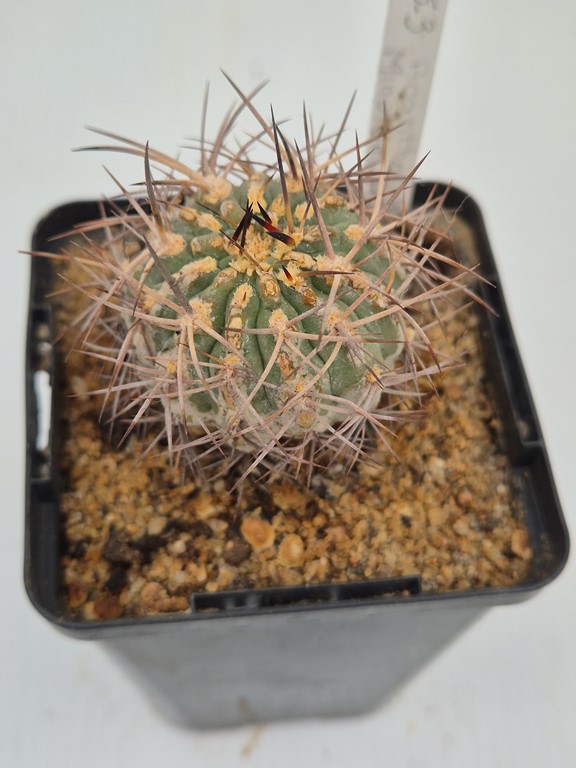 Acanthocalycium minutum HW ex R772 