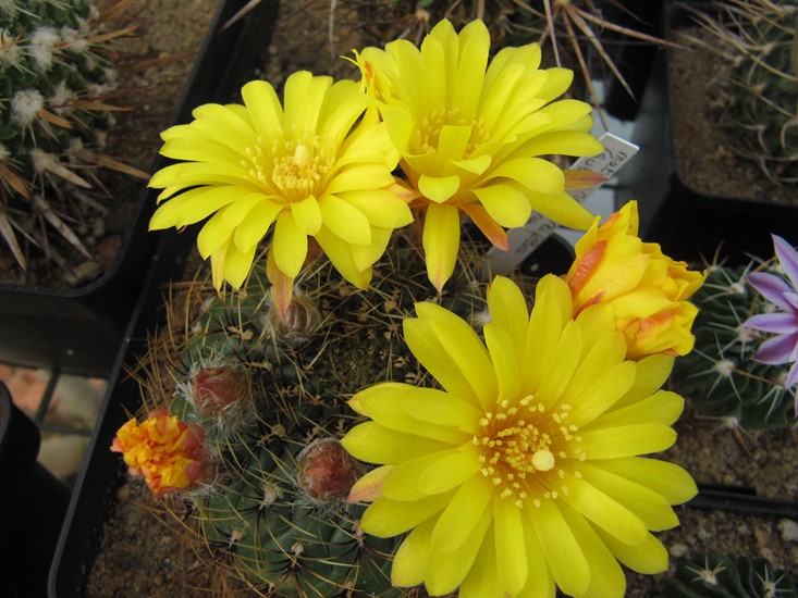 Matucana Aureiflora