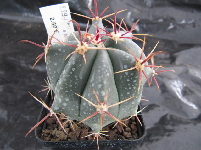  Ferocactus Peninsulae