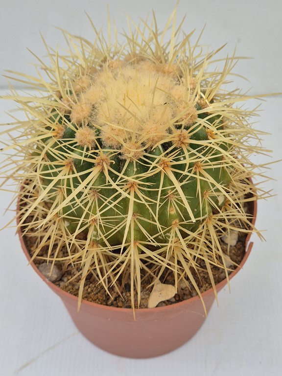 Echinocactus Grusonii