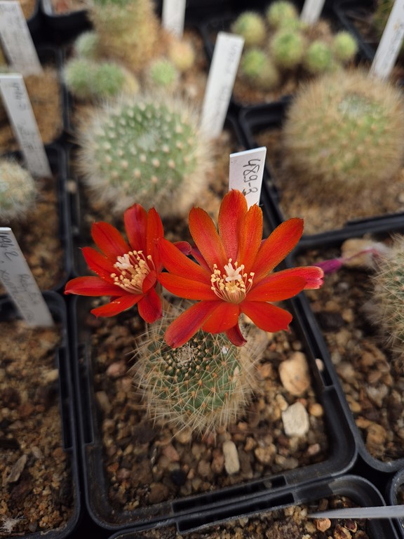 Rebutia Canaletas