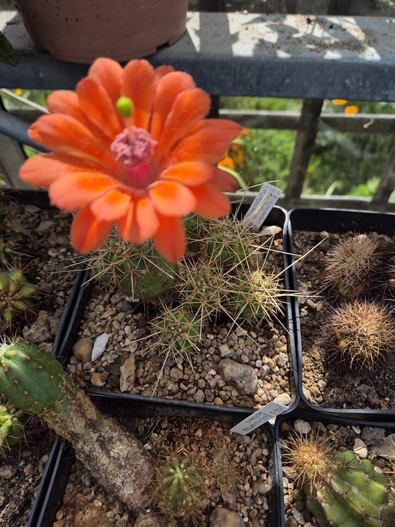 Echinocereus acifer ssp. huitcholensis 