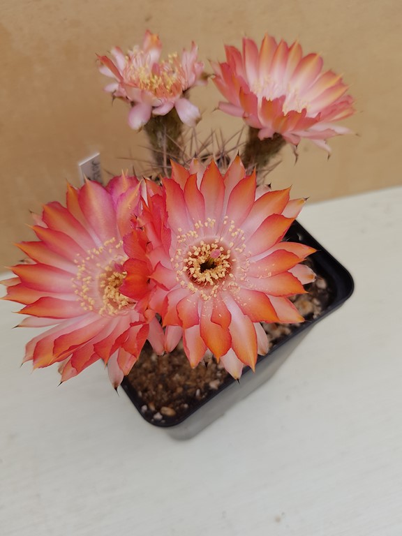 Acanthocalycium ferrarii 