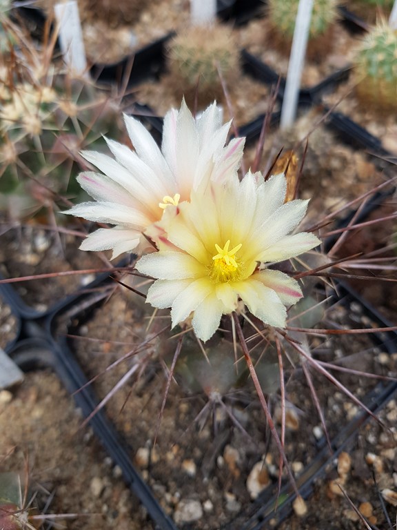 Thélocactus Tulensis HW 