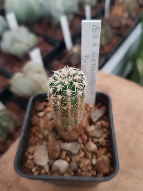 Gymnocalycium Bruchii 