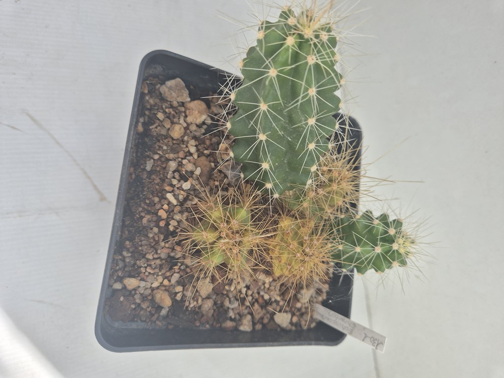 Echinocereus ehrenbergii - P 334