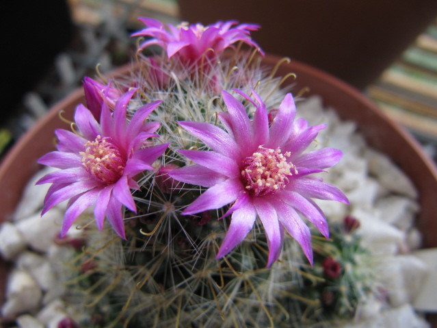 Mammillaria Longiflora 