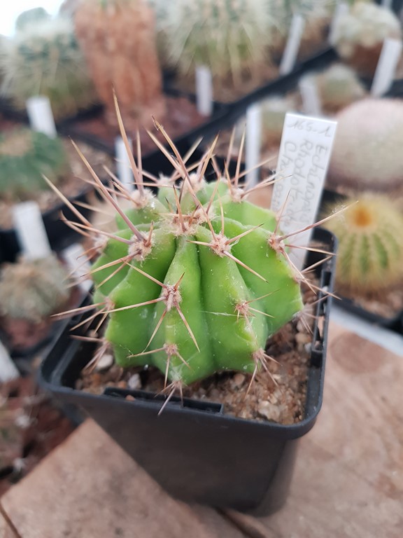 Echinopsis rhodotricha ssp. chacoana - LB71