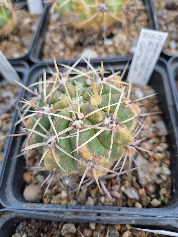 Gymnocalycium Achirasense - GN 84-208 