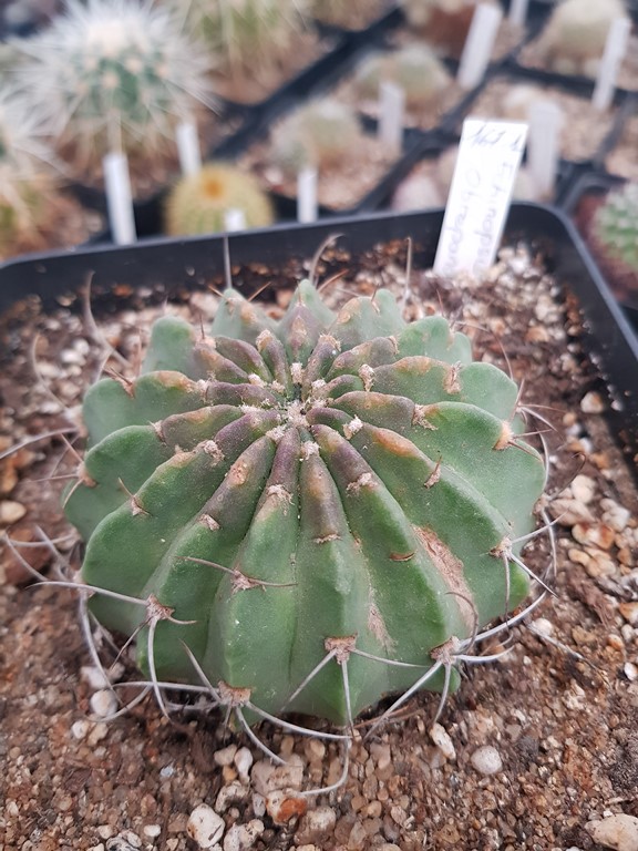 Echinopsis Obrepanda 