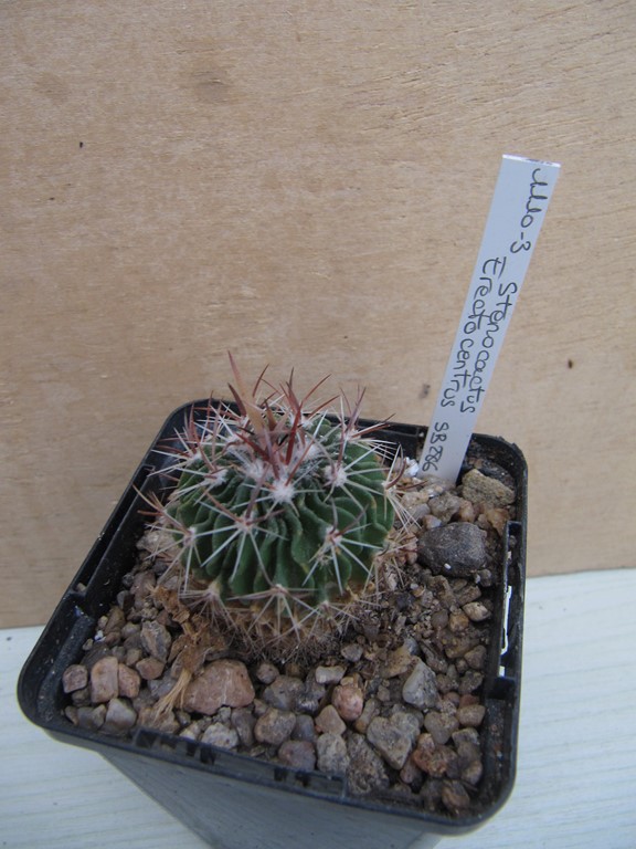 réf:640 Echinofossulocactus Erectocentrus SB_286