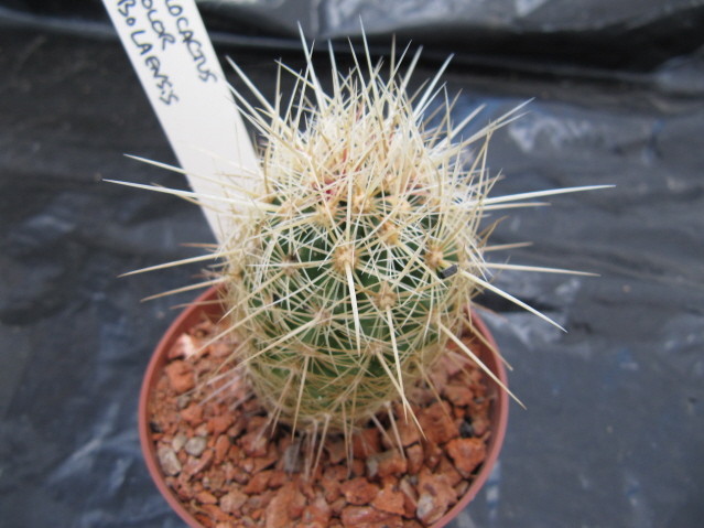 réf:551 Thélocactus Bicolor v. bolaensis SB 281
