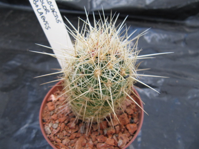 Thélocactus Bicolor v. bolaensis SB 281