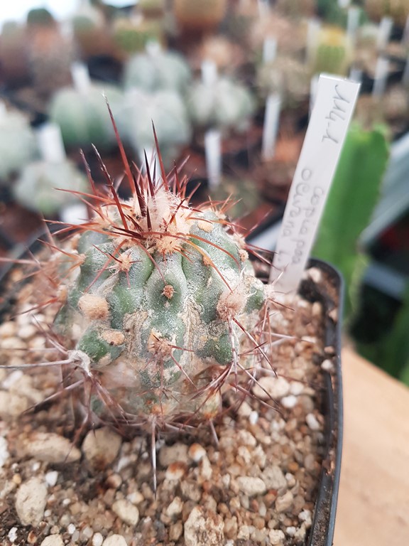 réf:114 Copiapoa Olivana L_816