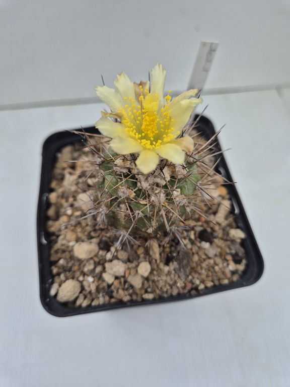 Copiapoa Echinoidea