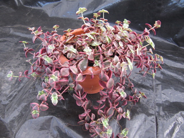 réf:1532 Crassula pellucida ssp. marginalis v.rubra