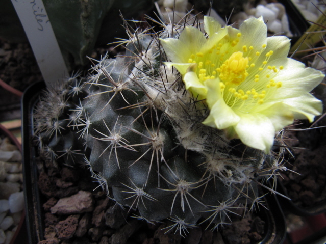 Copiapoa Humilis Caespitosa