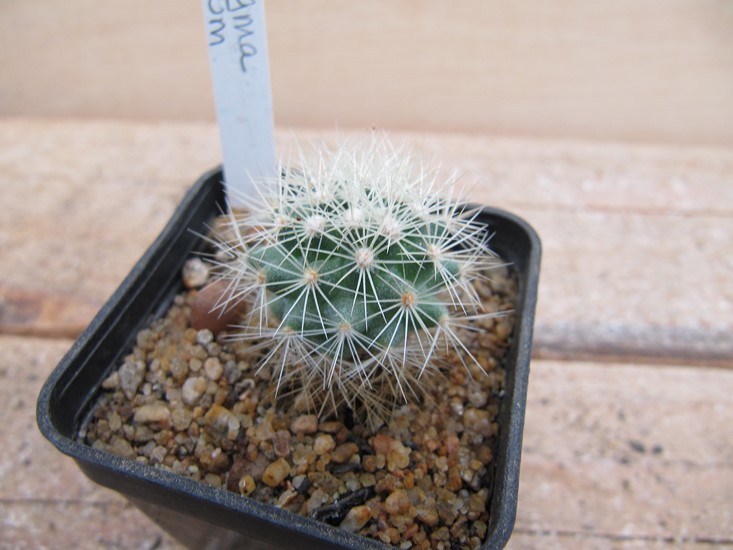 Acharagma roseana