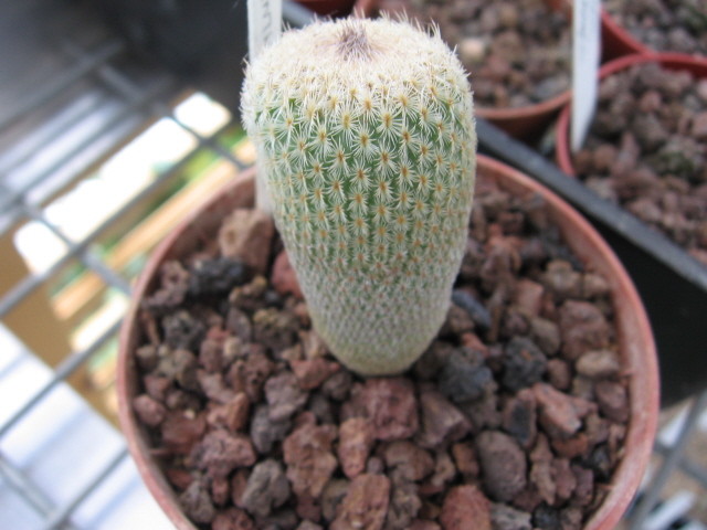 Epithelanta Micromeris