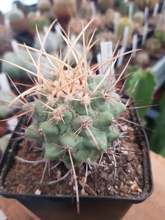 Thélocactus Rinconensis