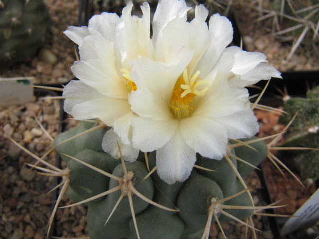 réf:552 Thélocactus Hexaedrophorus ( bleu gris)