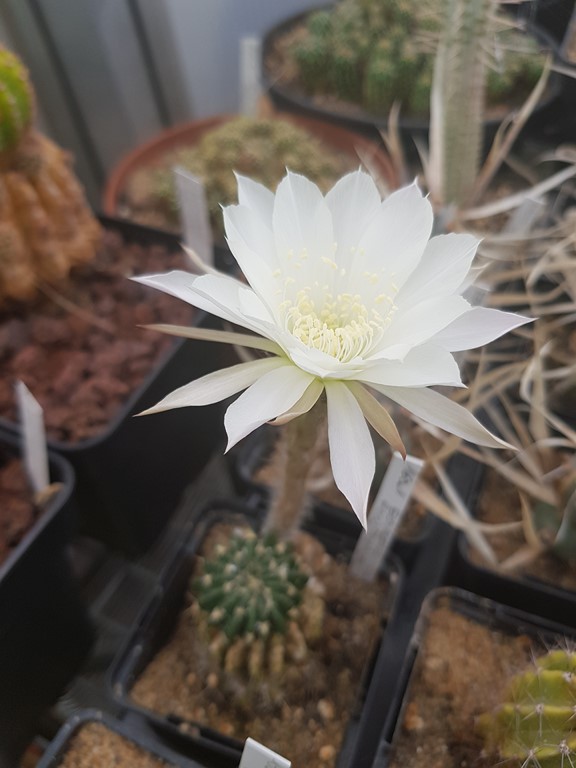 réf:160 Echinopsis Ancistrophora 