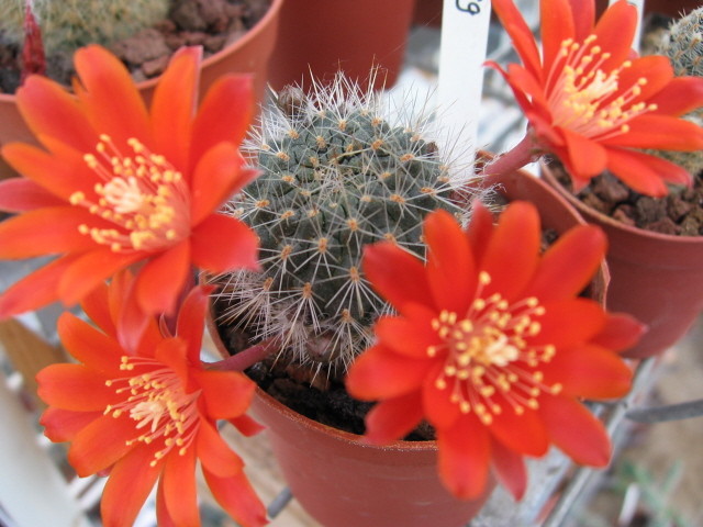 Rebutia Hiteda FR 769