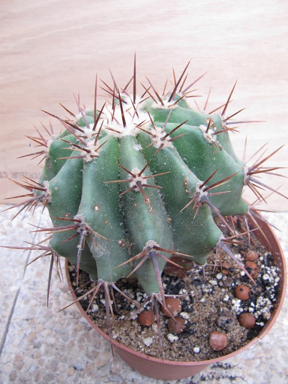 réf:697 Echinocactus Platyacanthus
