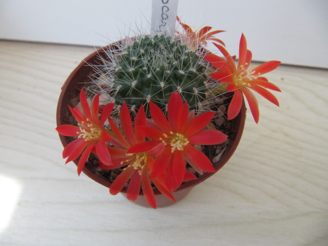 Rebutia Xanthocarpa